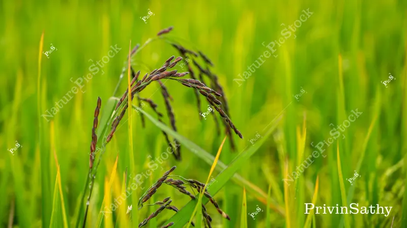 gama biseptol dacia plant Tripsacum dactyloides (Eastern Gamagrass)  Eco Blossom Nursery