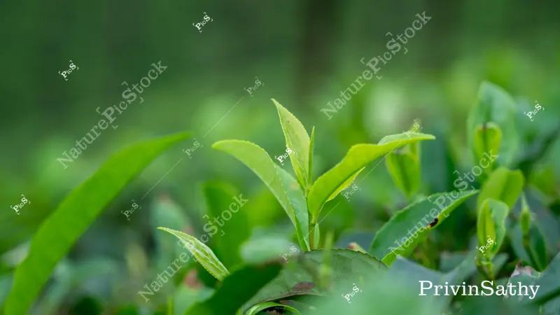 olivenbaum strauch Olivenbaum Olea Europaea Cultivo | 230cm main image 0