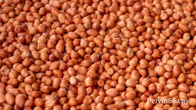Groundnut Seeds: Planting and Growth Process