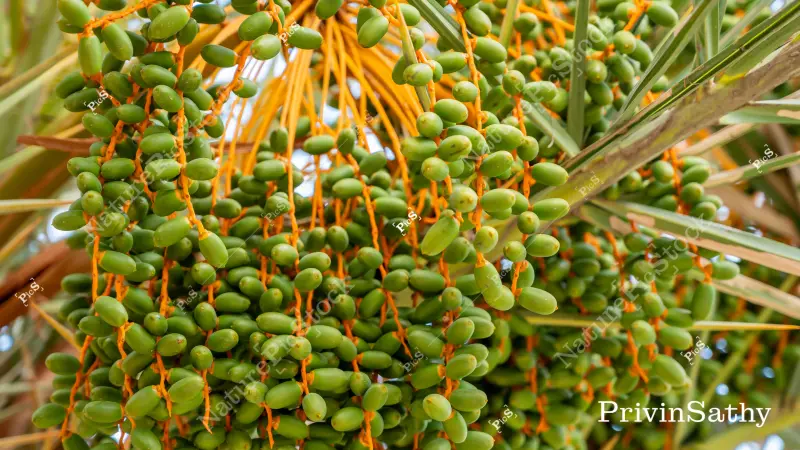 11 High-Quality Wild Date Palm images.