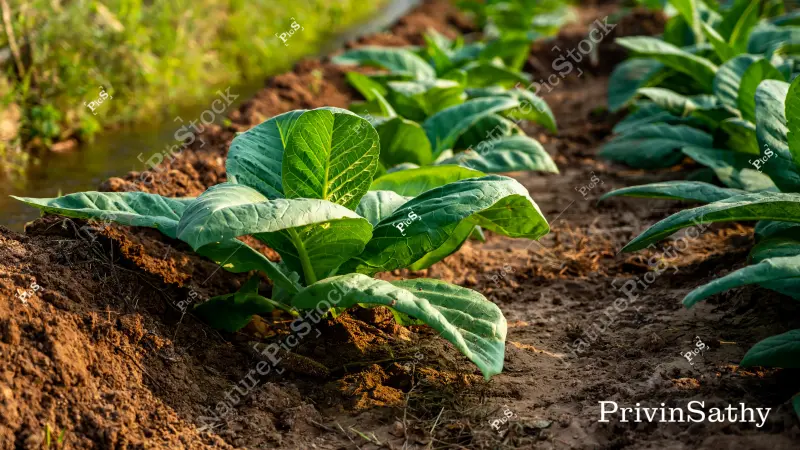 tobacco production in india Select measures indicating tobacco industry presence in Indian states
