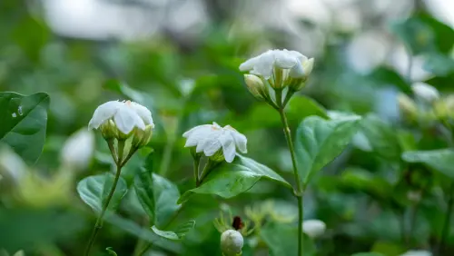 25 High-Quality Oleaceae images.