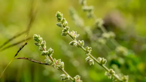 5 High-Quality Pupalia Lappacea Plant images.