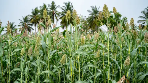 7 High-Quality Guinea Corn images.