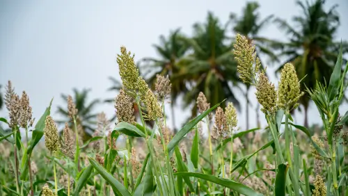 7 High-Quality Guinea Corn images.