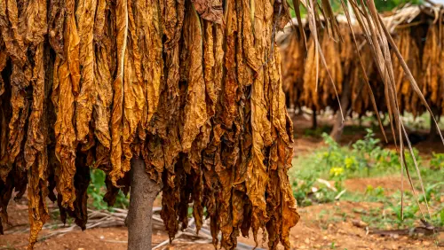 high quality tobacco leaf 2 High-Quality Tobacco Leaf images
